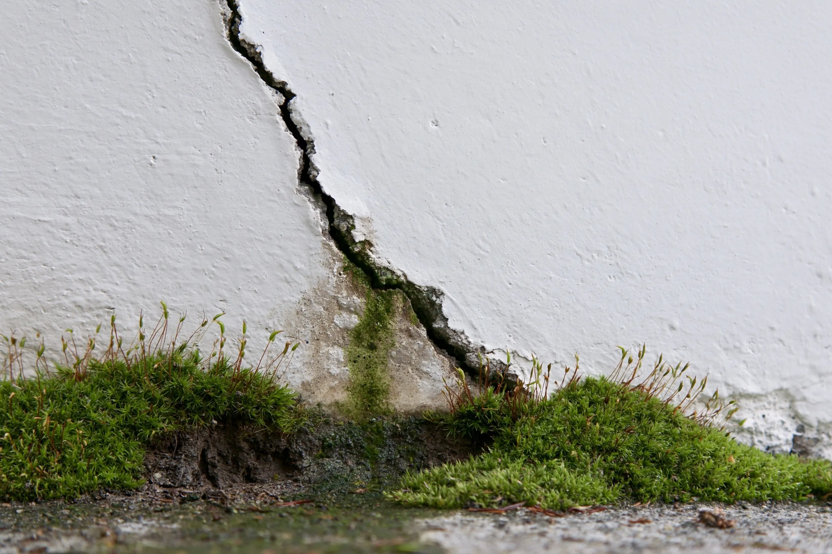 A diagonal crack in a painted poured-concrete foundation wall with moss at the soil line and a damp stain below